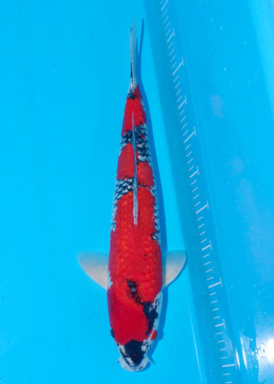 49cm Goshiki (Ikarashi Ozumi) REF - OCT012