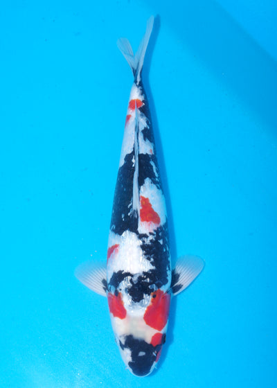 47cm Ginrin Showa (Yagengi) REF - MA16