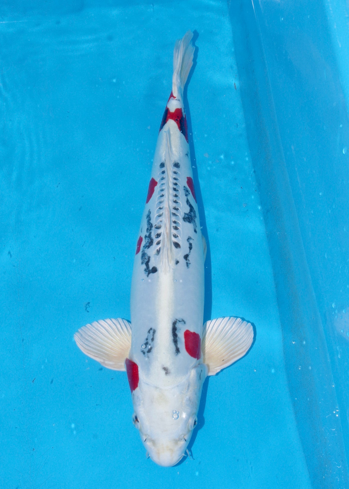 59cm Beni Kikokuryu (Yagengi) REF - OCT013