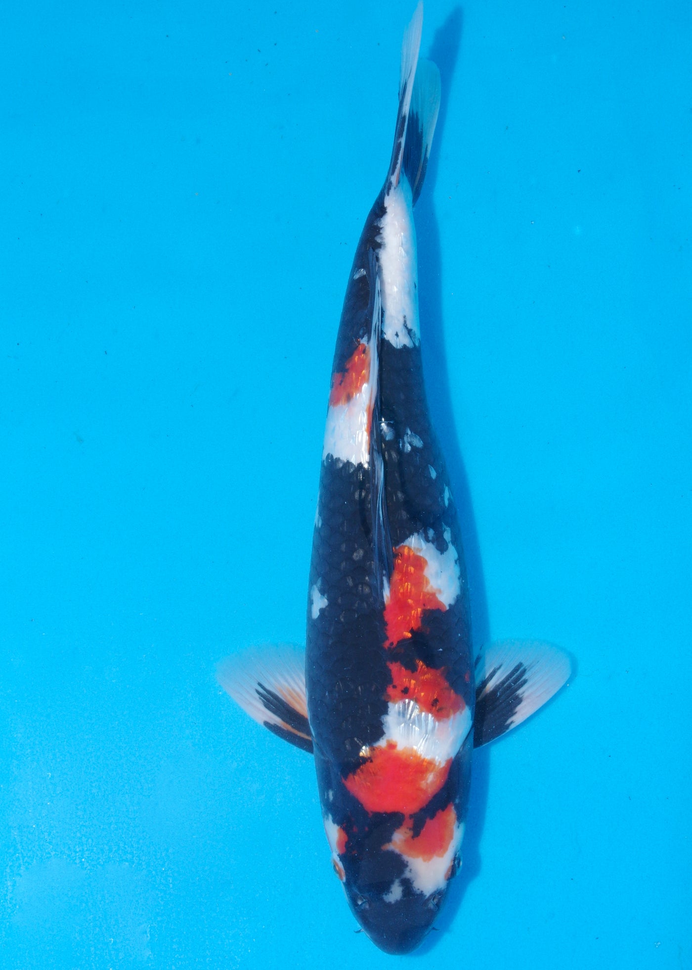 49cm Ginrin Showa (Yagengi) REF - MA17