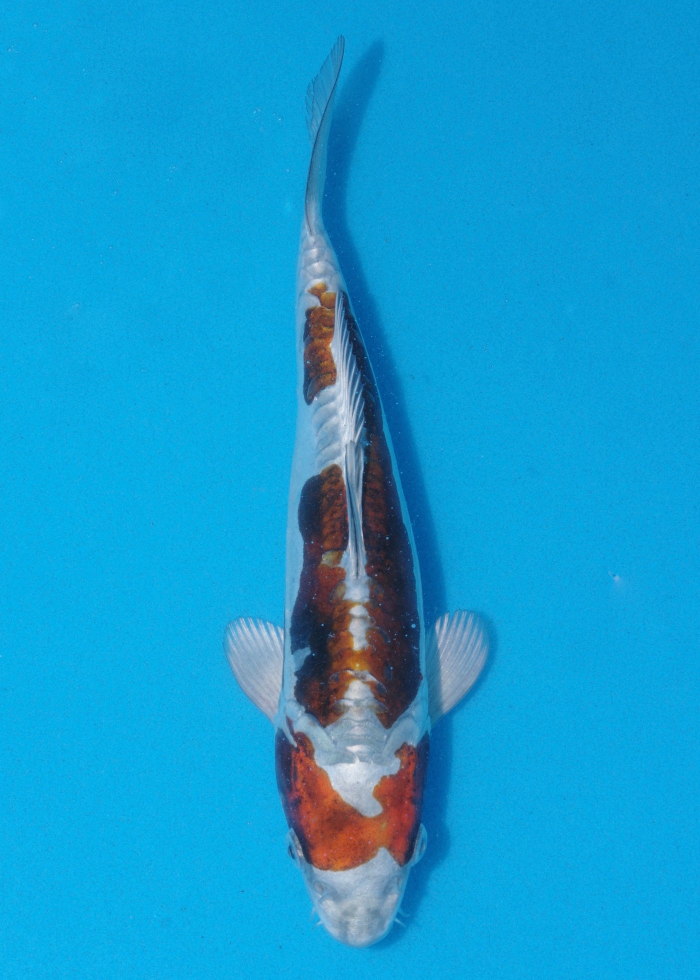 25cm Doitsu Kogane Ochiba (Byer Koi Farm) REF - JUN14