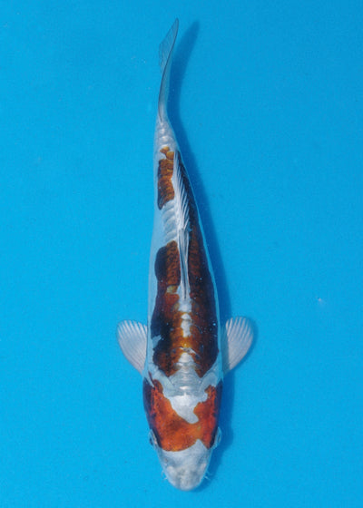 25cm Doitsu Kogane Ochiba (Byer Koi Farm) REF - JUN14