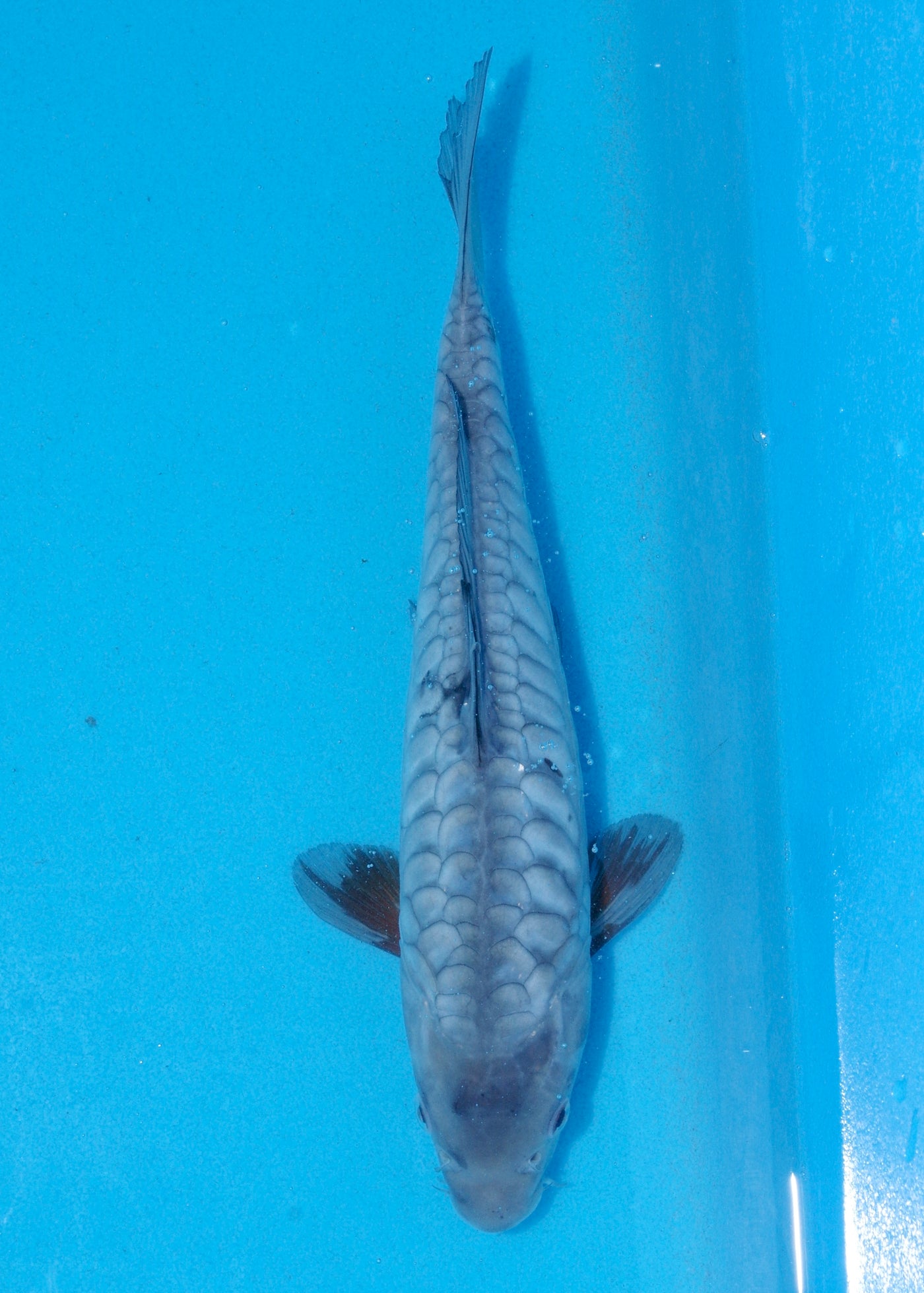 27cm Aragoke (Byer Koi Farm) REF - JUN15