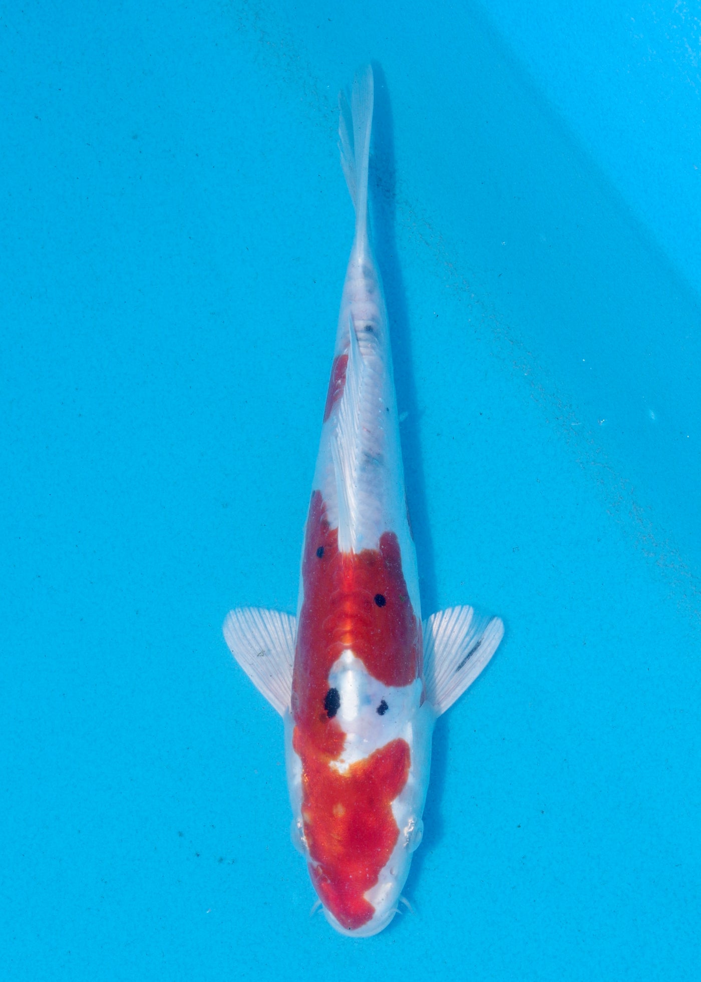 22cm Yamatonishiki (Kase) REF - AUG103