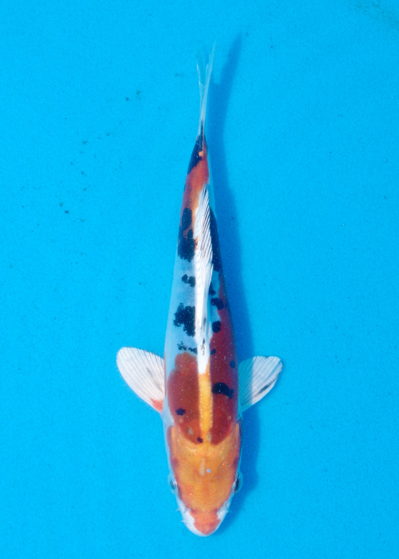 22cm Yamatonishiki (Kase) REF - AUG105