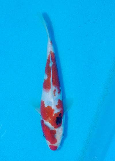 22cm Showa (Kase) REF - AUG107