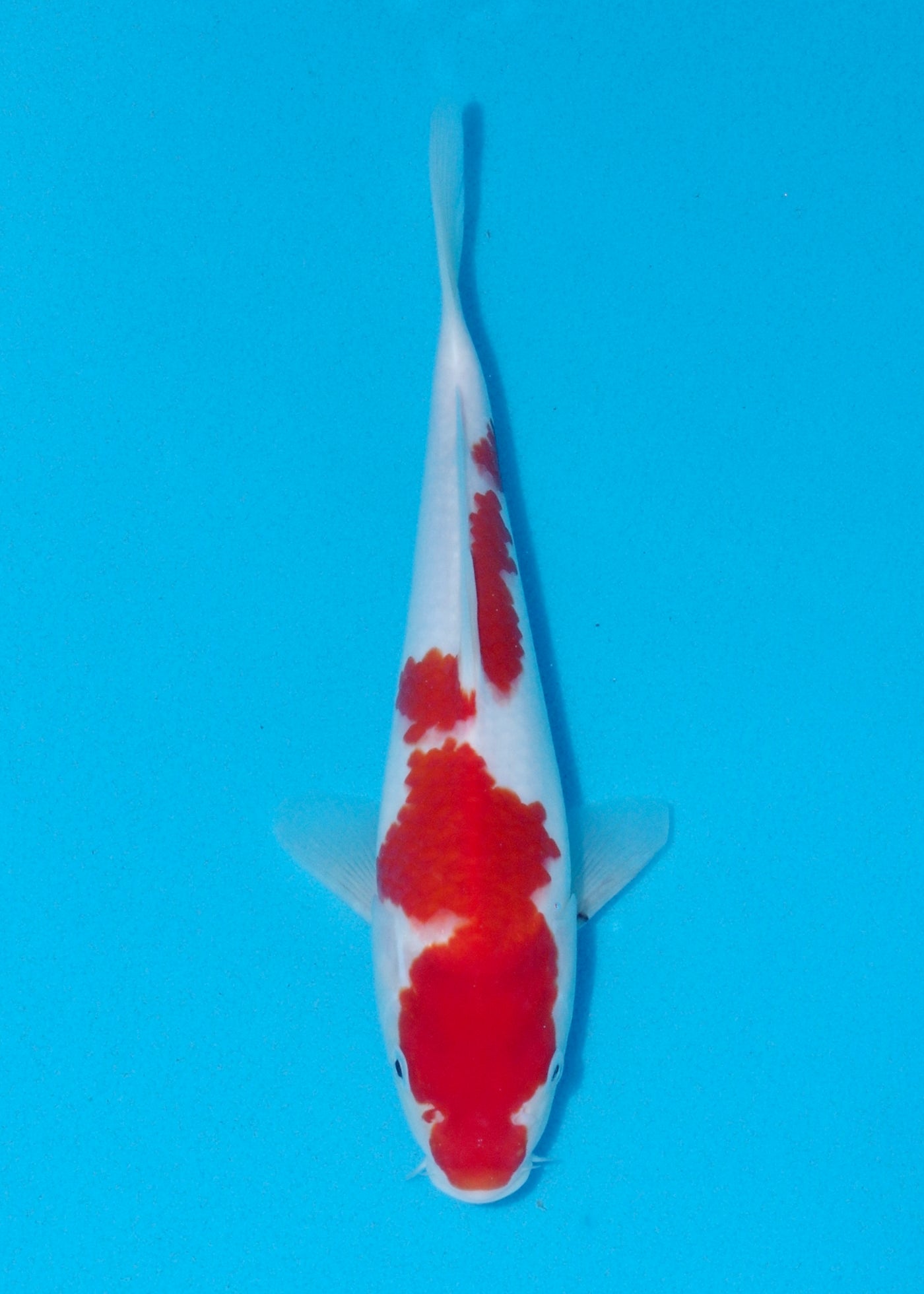 27cm Kohaku (Marusei) REF - AUG108