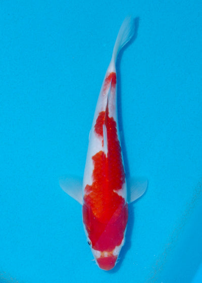 27cm Kohaku (Marusei) REF - AUG109