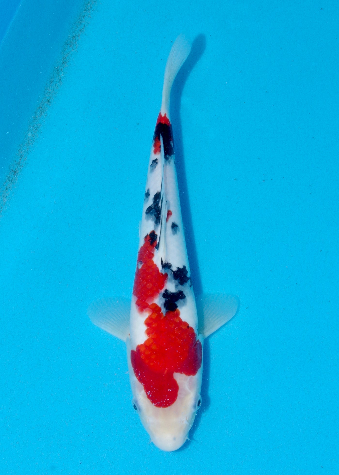 30cm Sanke (Marusei) REF - AUG110
