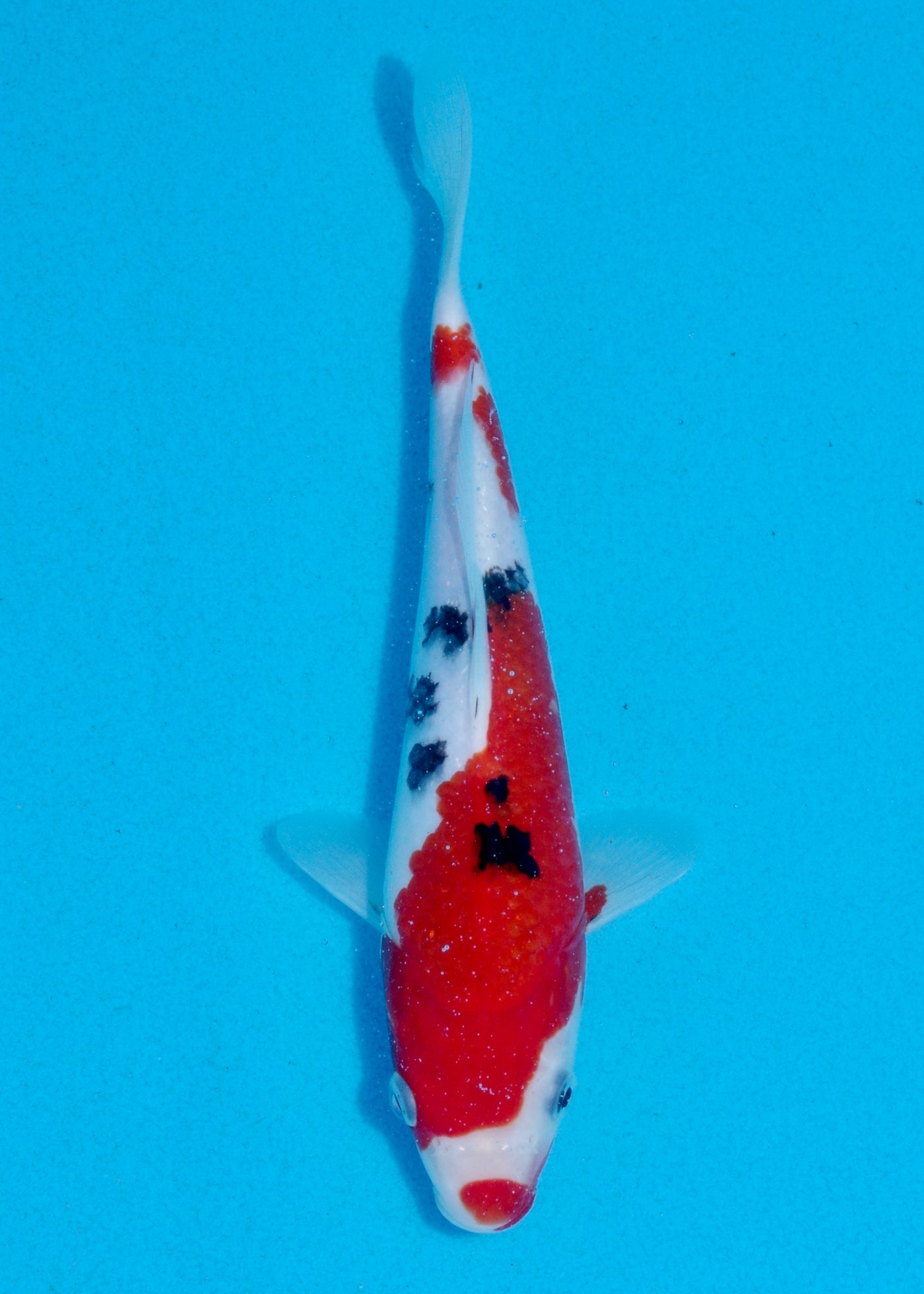 24cm Sanke (Marusei) REF - AUG111