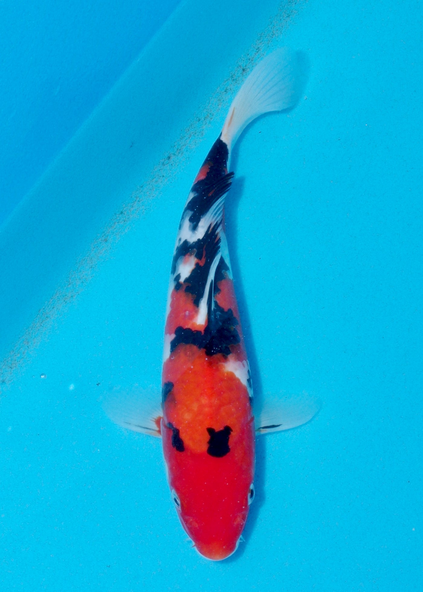 27cm Sanke (Marusei) REF - AUG112