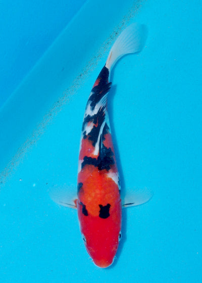 27cm Sanke (Marusei) REF - AUG112