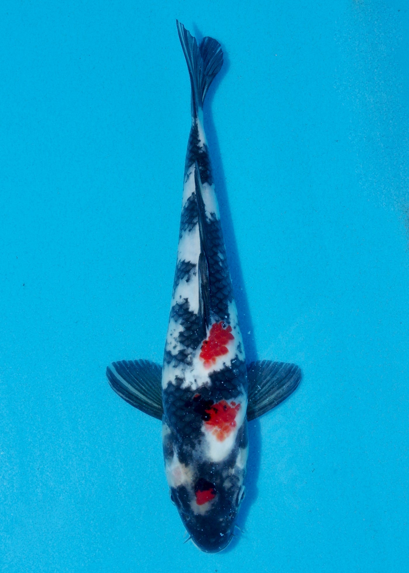 30cm Showa (Marusei) REF - AUG113