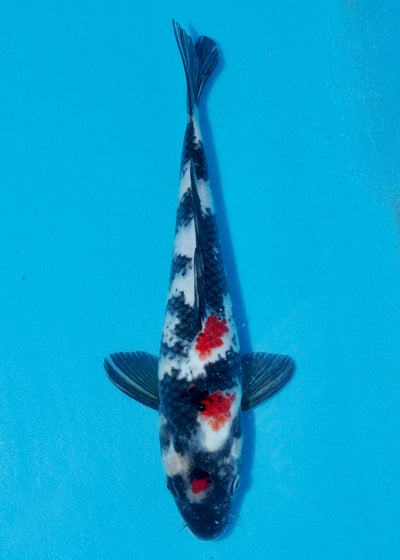 30cm Showa (Marusei) REF - AUG113