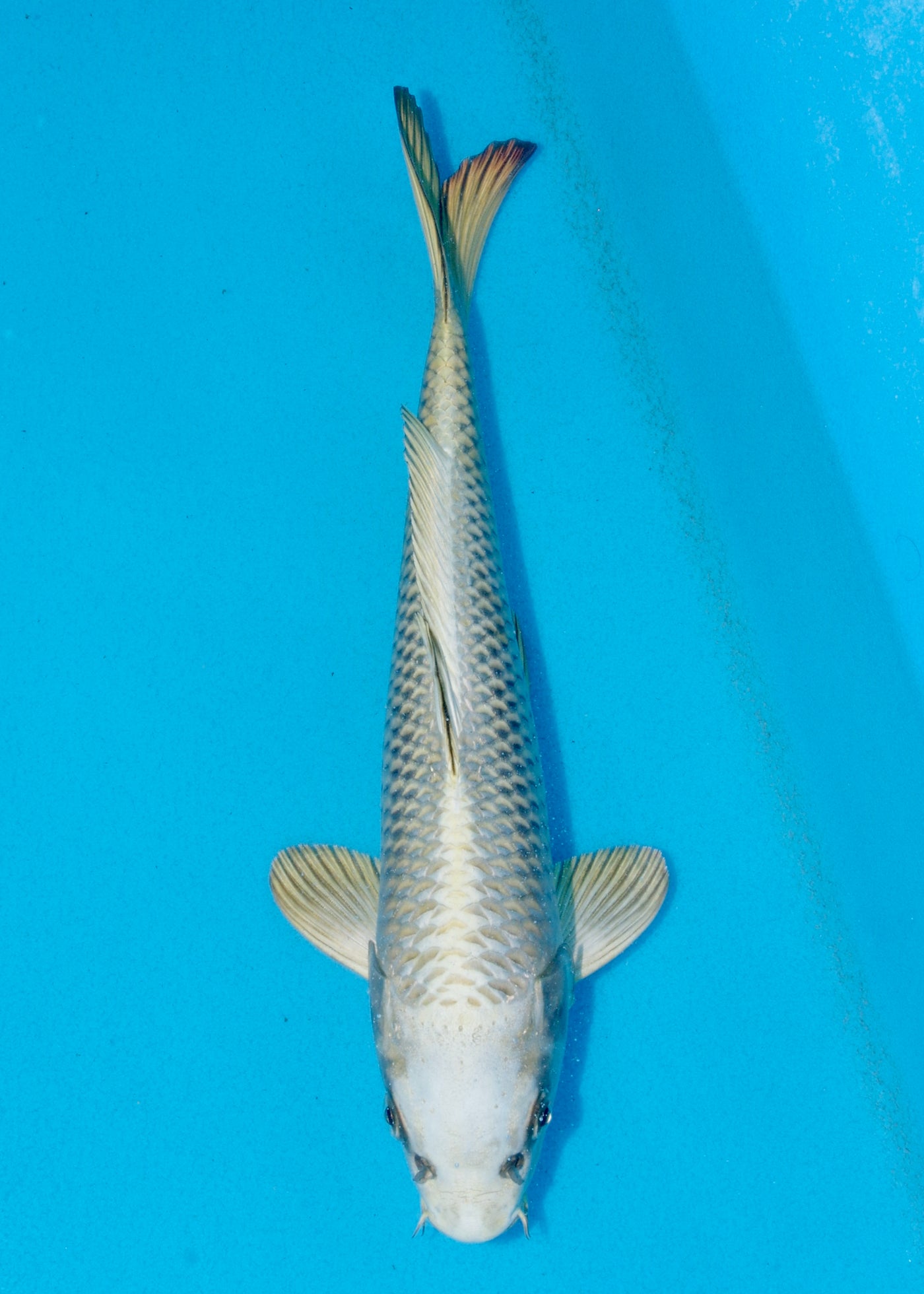 31cm Mukashi Ogon (Byer Koi Farm) REF - AUG114