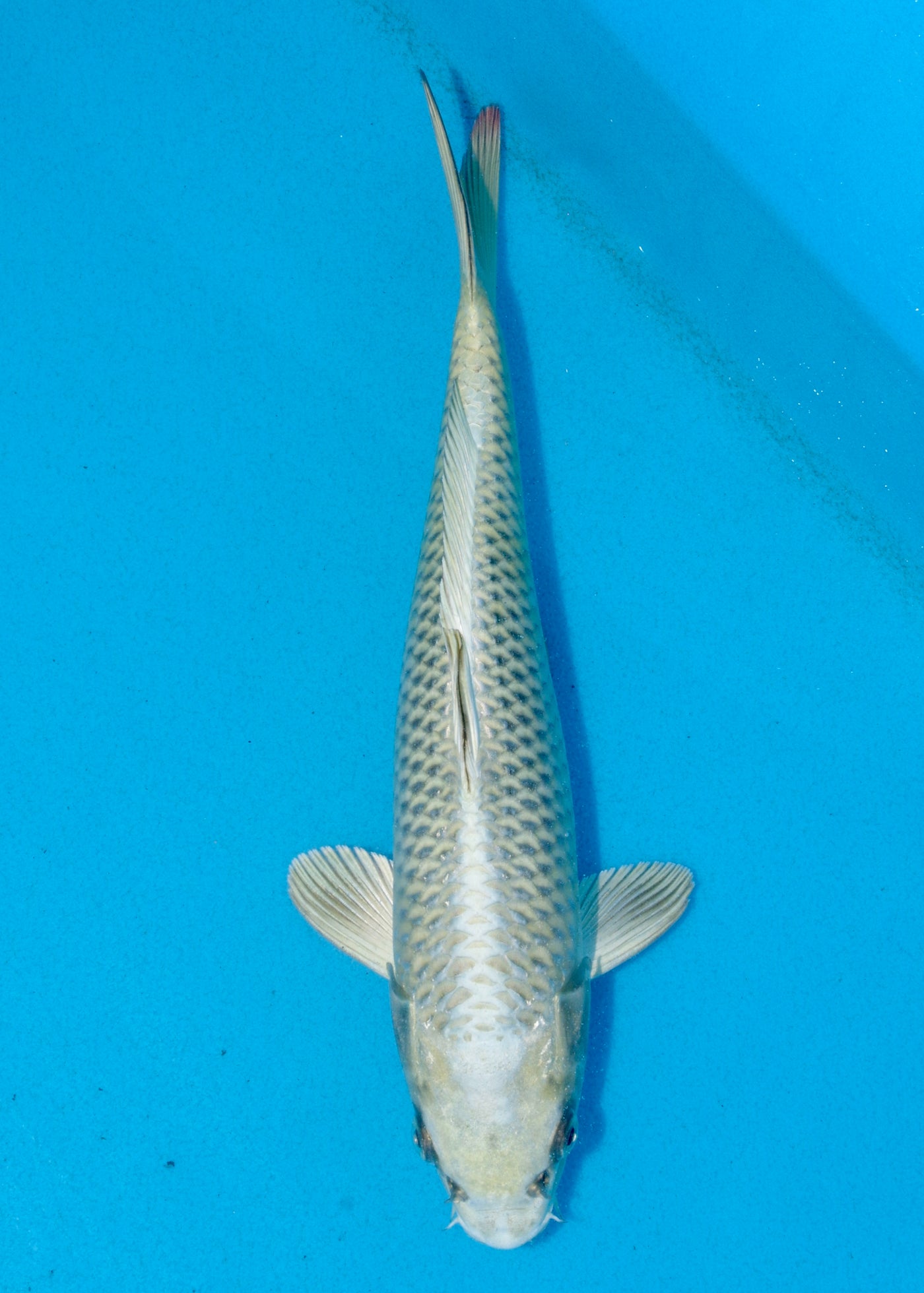31cm Mukashi Ogon (Byer Koi Farm) REF - AUG115