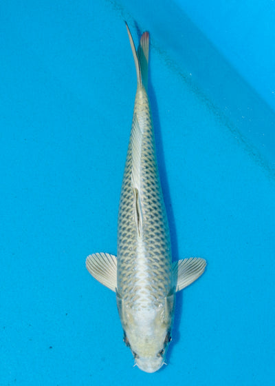 31cm Mukashi Ogon (Byer Koi Farm) REF - AUG115