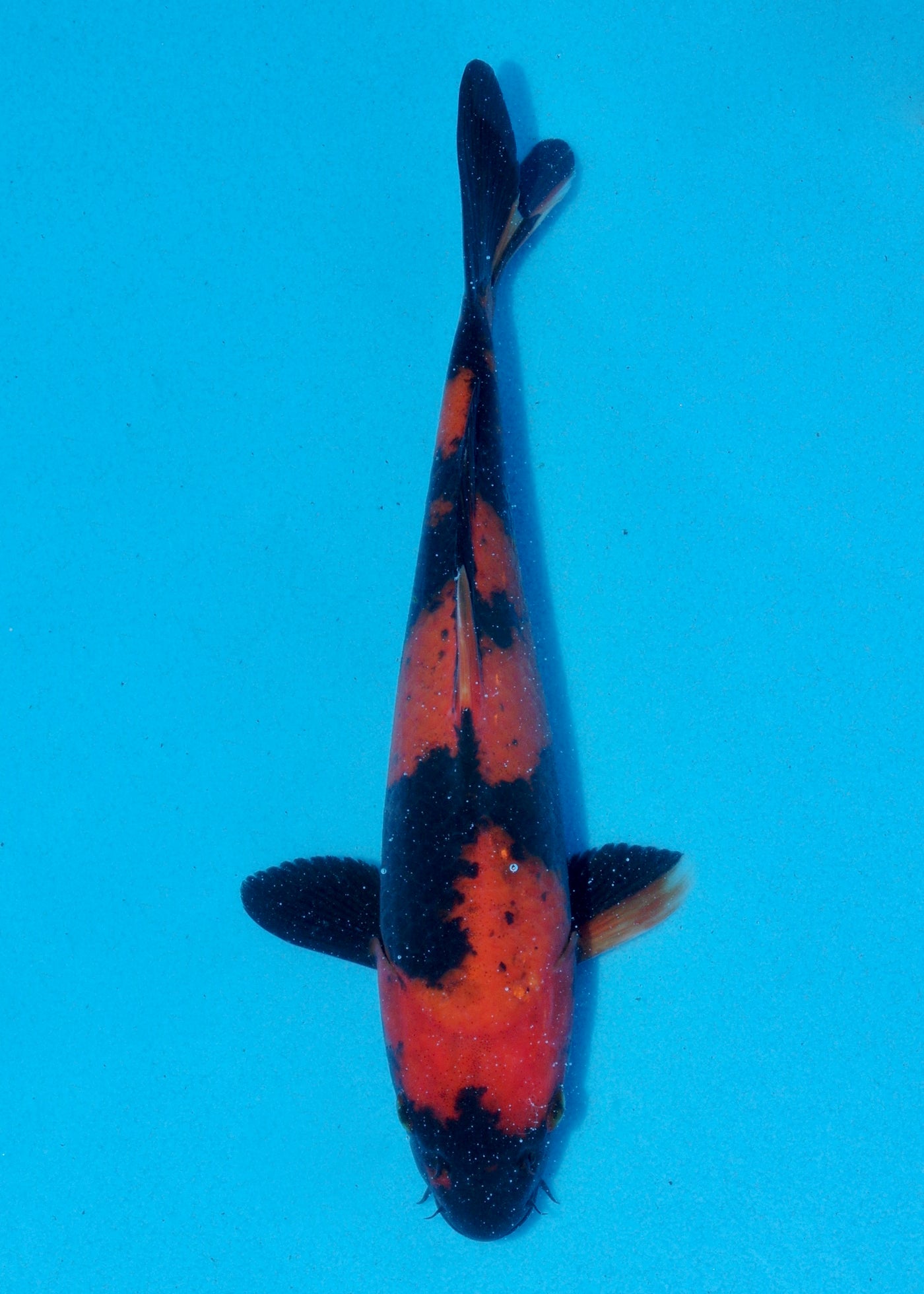 24cm Hi Utsuri (Shinoda) REF - AUG116
