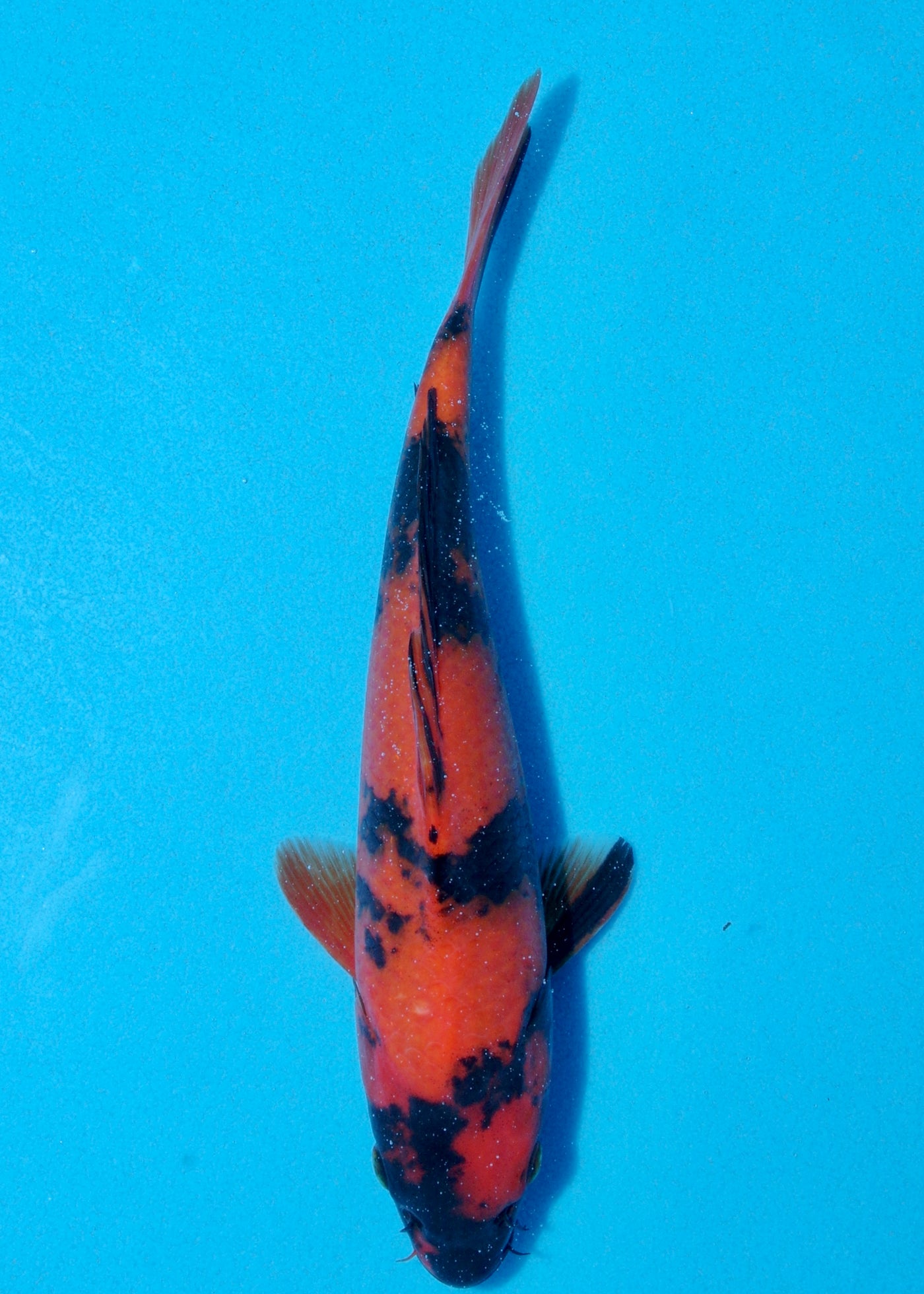 26cm Hi Utsuri (Shinoda) REF - AUG117