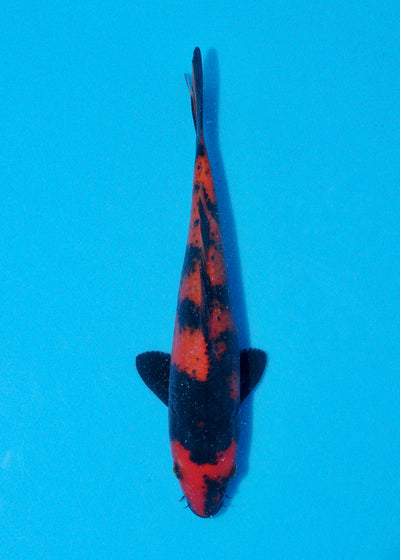 24cm Hi Utsuri (Shinoda) REF - AUG118