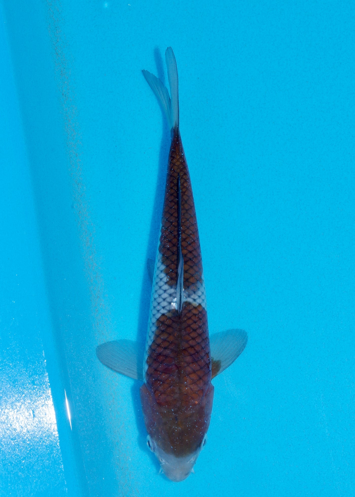 28cm Ochiba (Byer Koi Farm) REF - AUG119