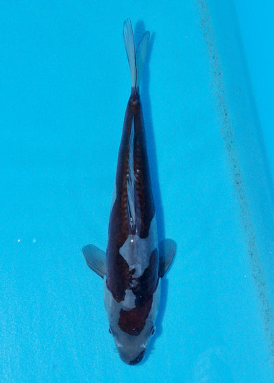 28cm Doitsu Ochiba (Byer Koi Farm) REF - AUG120