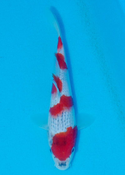 20.5cm Goshiki (Yagenji) REF - AUG121