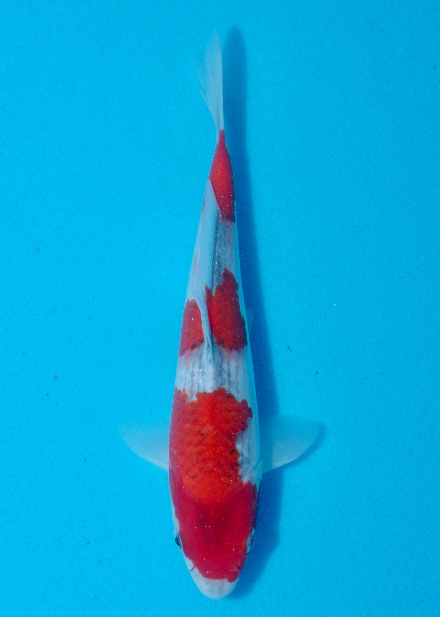 22cm Goshiki (Yagenji) REF - AUG123