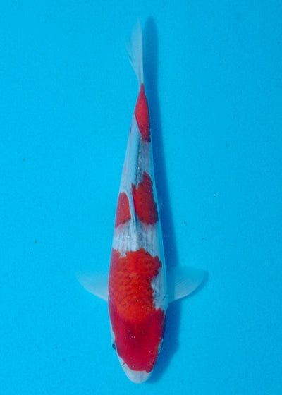 22cm Goshiki (Yagenji) REF - AUG123