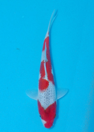 23cm Goshiki (Yagenji) REF - AUG124