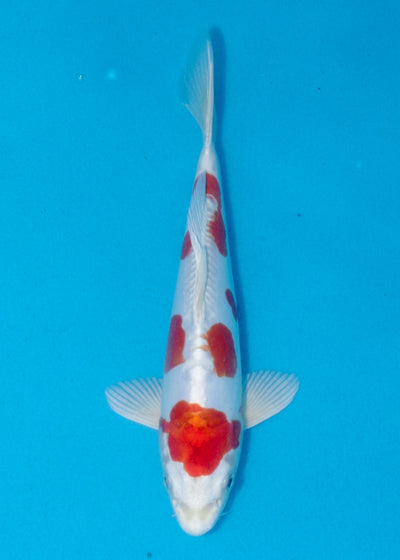 25cm Kikisui (Yagenji) REF - AUG125