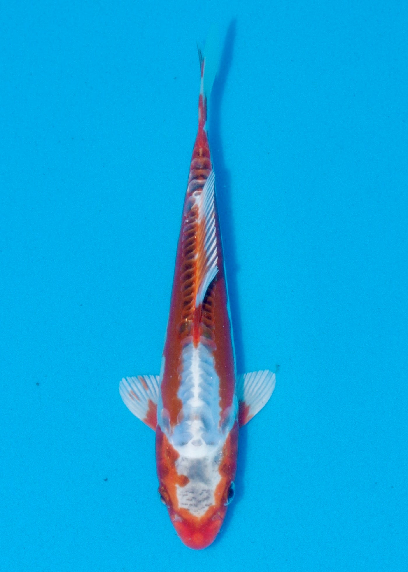 23cm  Kinsui - Metallic Shusui (Yagenji) REF - AUG126