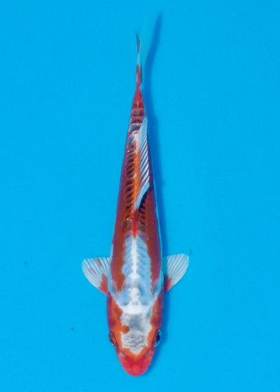 23cm  Kinsui - Metallic Shusui (Yagenji) REF - AUG126