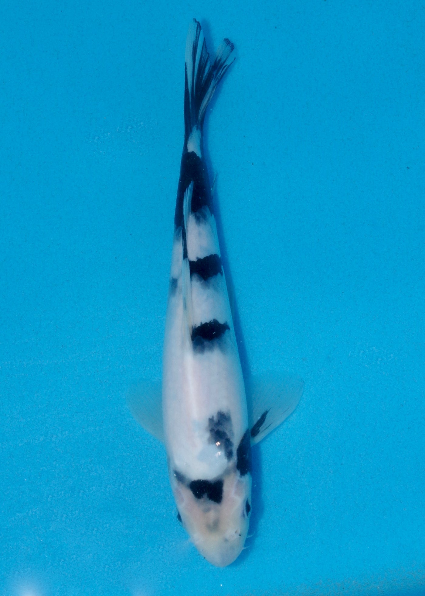 25cm Shiro Utsuri (Yagenji) REF - AUG127