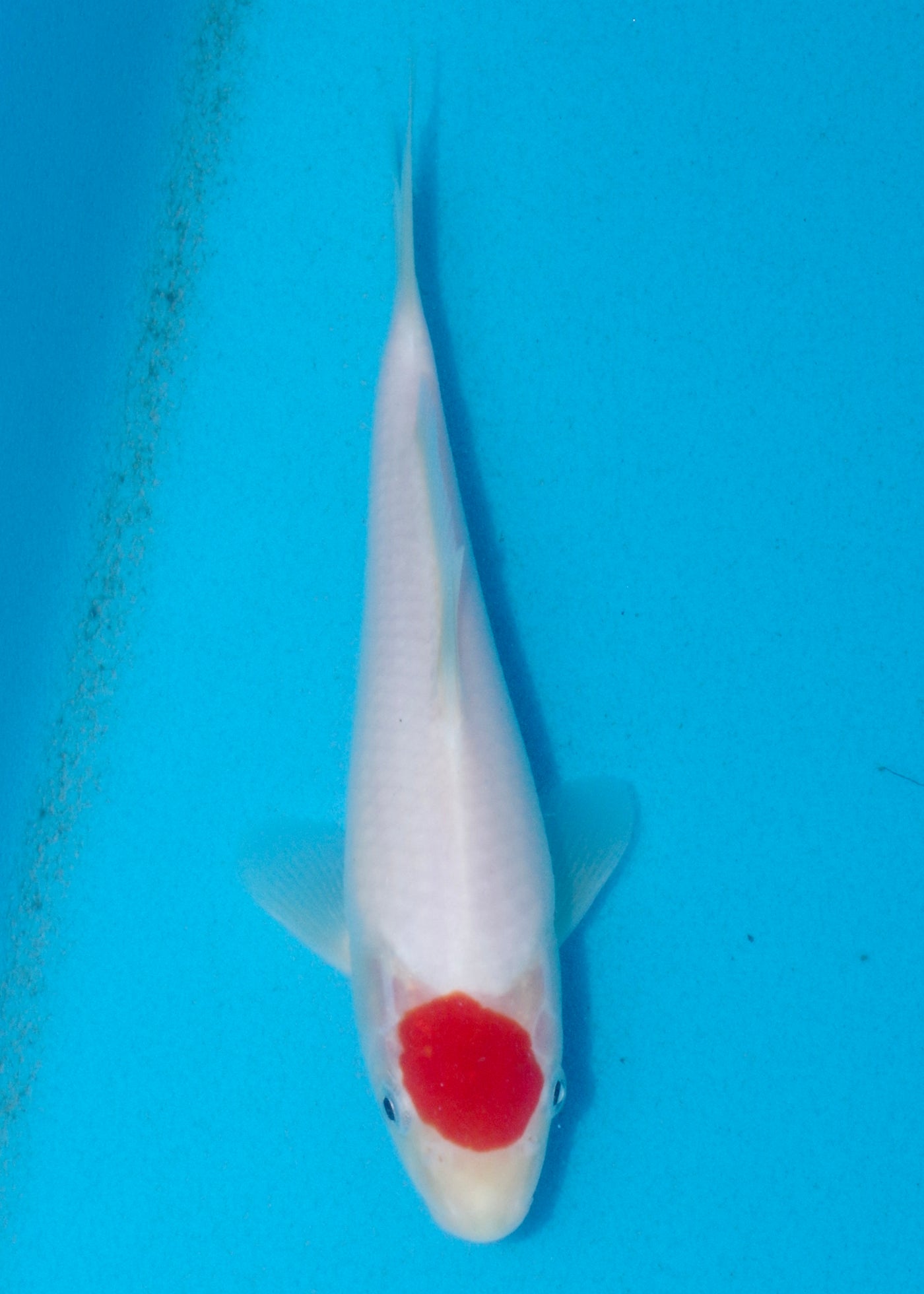22cm Tancho (Yagenji) REF - AUG128