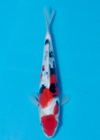 26cm Doitsu Sanke (Yagenji) REF - AUG129