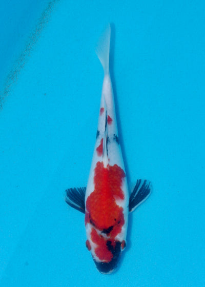 23cm Showa (Yagenji) REF - AUG130