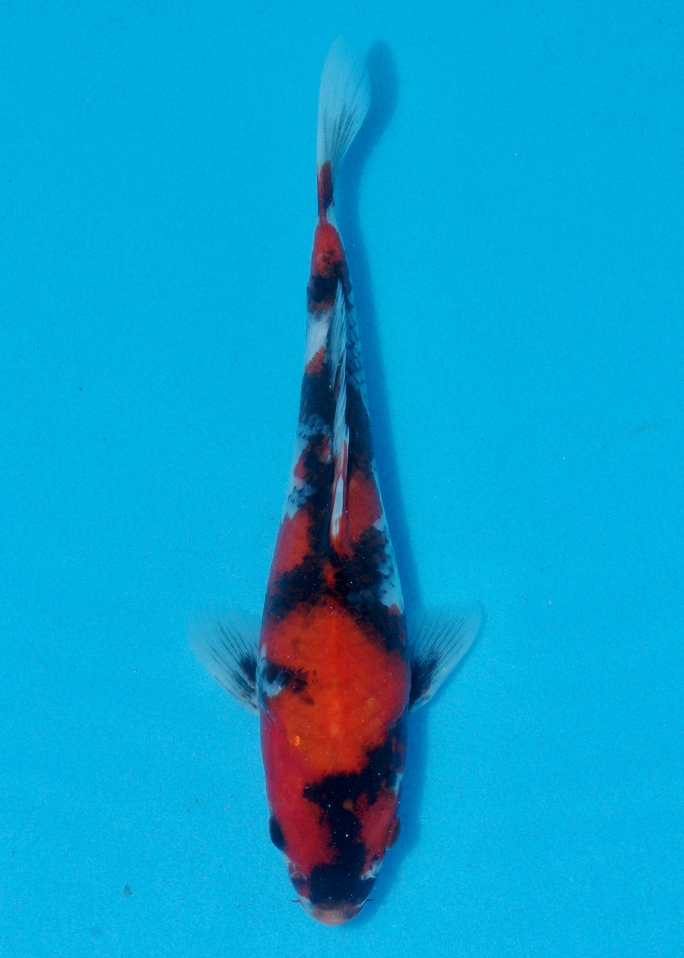 23cm Showa (Yagenji) REF - AUG131