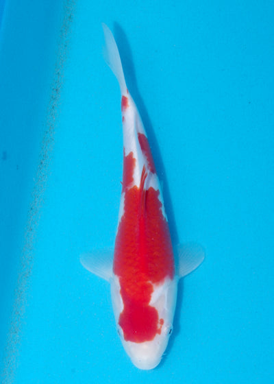 26cm Kohaku (Marusei) REF - AUG132
