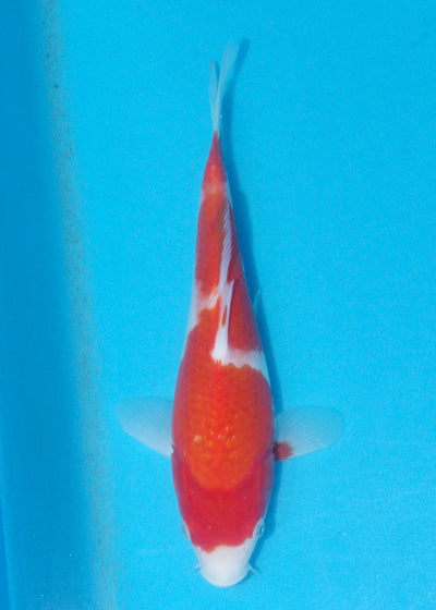 25cm Kohaku (Marusei) REF - AUG133