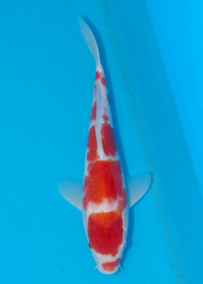 29cm Kohaku (Marusei) REF - AUG134