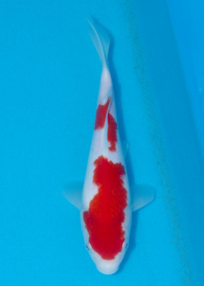 24cm Kohaku (Marusei) REF - AUG135