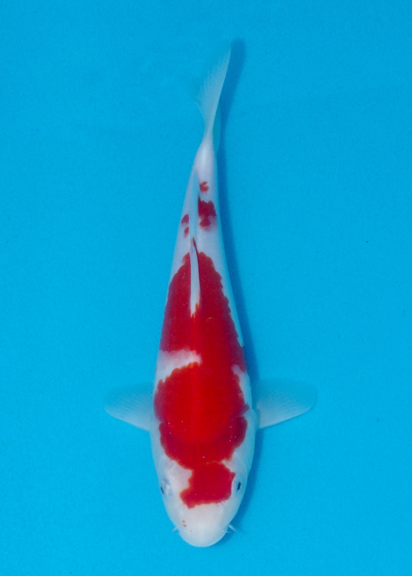 26cm Kohaku (Marusei) REF - AUG136