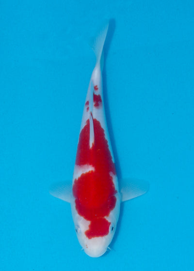 26cm Kohaku (Marusei) REF - AUG136