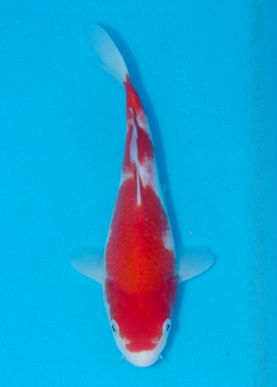 24cm Kohaku (Marusei) REF - AUG137