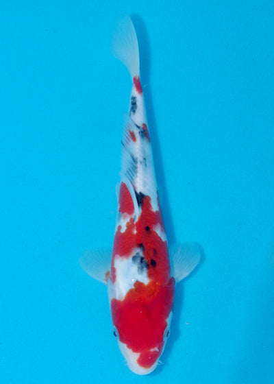 27cm Sanke (Marusei) REF - AUG138