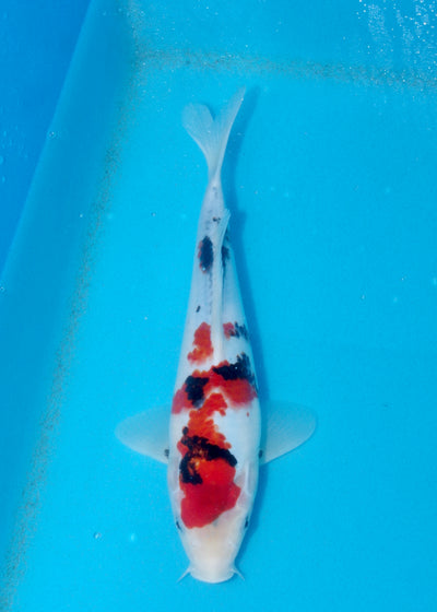27cm Sanke (Marusei) REF - AUG140