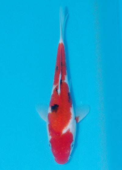 24cm Sanke (Marusei) REF - AUG141