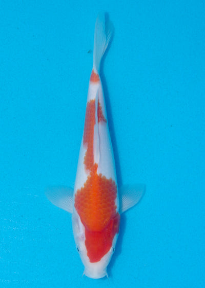 25cm Kohaku (Marudo) REF - AUG142