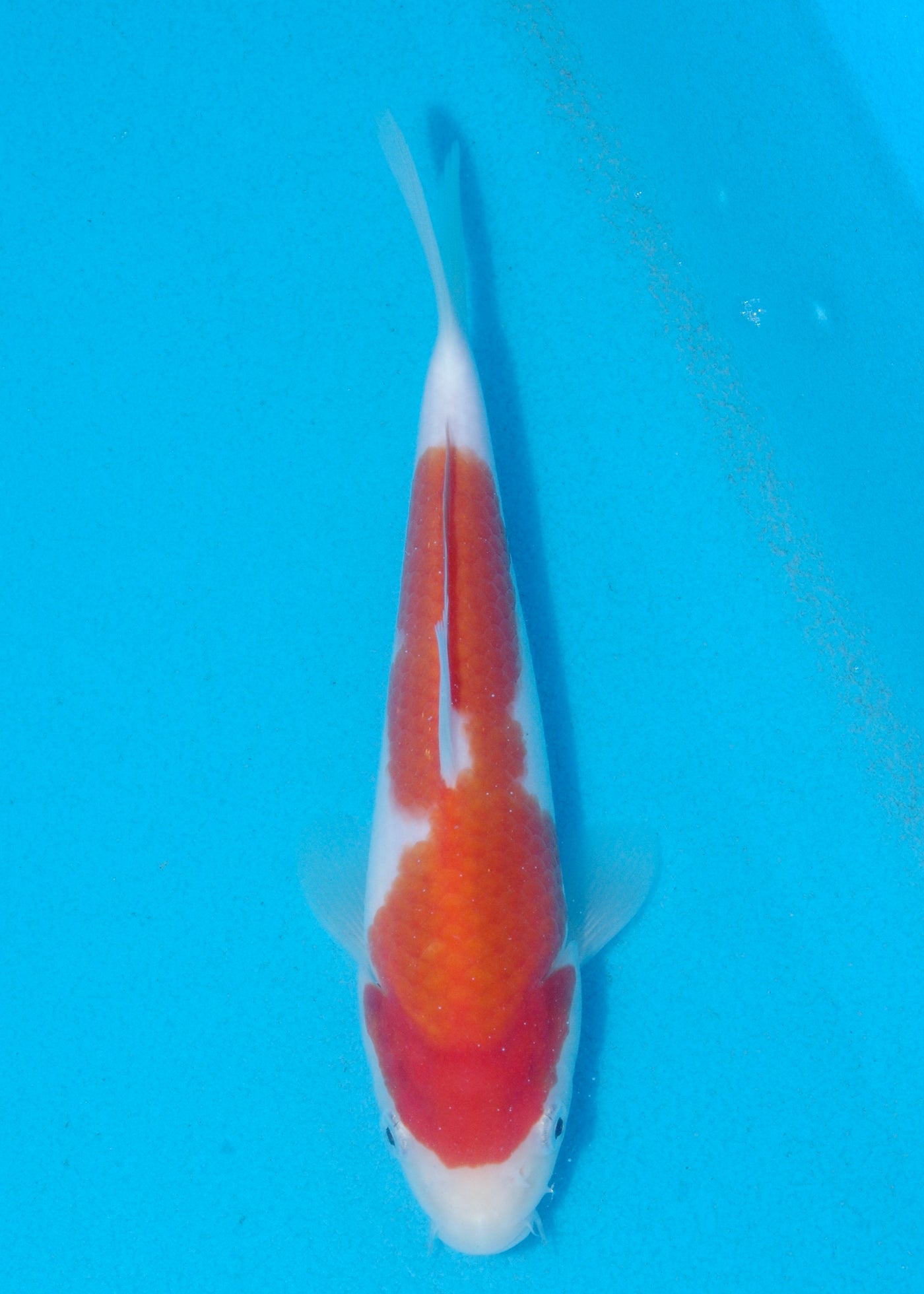 21.5cm Kohaku (Marudo) REF - AUG143